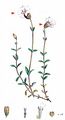 Bladder Campion - Silene vulgaris (Moench) Garcke