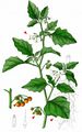 Red Nightshade - Solanum villosum Mill.