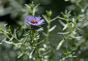 Confused Michaelmas-Daisy - Symphyotrichum novi-belgii (L.) G. L. Nesom