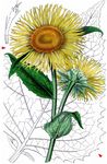Große Telekie - Telekia speciosa (Schreb.) Baumg. 