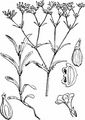 Gezähnter Feldsalat - Valerianella dentata (L.) Pollich