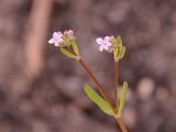 Gefurchter Feldsalat - Valerianella rimosa Bastard