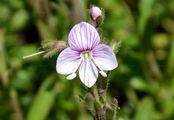 Shrubby Speedwell - Veronica fruticulosa L.