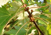 Silver Maple - Acer saccharinum L.