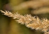 Spear Grass - Achnatherum calamagrostis (L.) P. Beauv.