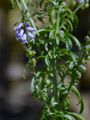 Daisy-Leaved Toadflax - Anarrhinum bellidifolium (L.) Willd.