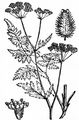 Hunds-Kerbel - Anthriscus caucalis M. Bieb.