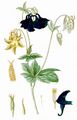 Columbine - Aquilegia vulgaris L.