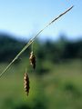 Schlamm-Segge - Carex limosa L.
