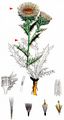 Carline Thistle - Carlina vulgaris L.