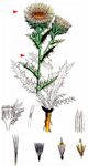 Golddistel - Carlina vulgaris L. 