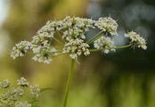 Gold-Kälberkropf - Chaerophyllum aureum L.