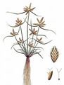 Yellow Galingale - Cyperus flavescens L.