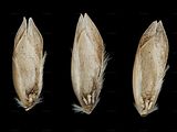 Heath-Grass - Danthonia decumbens (L.) DC.