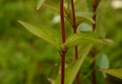 Berg-Weidenröschen - Epilobium montanum L.