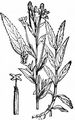 Hoary Willowherb - Epilobium parviflorum Schreb.