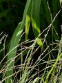 Elbe Love Grass - Eragrostis albensis H. Scholz