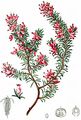 Winter Heath - Erica carnea L.