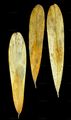 Ash - Fraxinus excelsior L.