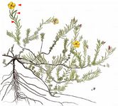 Zwerg-Sonnenröschen - Fumana procumbens (Dunal) Gren. & Godr. 