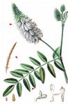 Echte Geißraute - Galega officinalis L. 