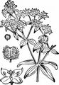 Nordisches Labkraut - Galium boreale L.