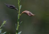 Petty Whin - Genista anglica L.