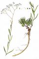 Fastigiate Gypsophila - Gypsophila fastigiata L.