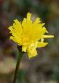 Spotted Cat's-Ear - Hypochaeris maculata L.