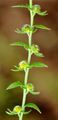 Bur Forget-Me-Not - Lappula squarrosa (Retz.) Dumort.