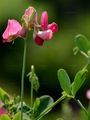 Knollen-Platterbse - Lathyrus tuberosus L.