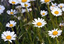 Hallers Wucherblume - Leucanthemum halleri (Vitman) Ducommun 