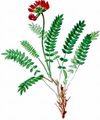 Berg-Fahnenwicke - Oxytropis jacquinii Bunge