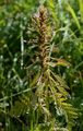 Durchblättertes Läusekraut - Pedicularis foliosa L.