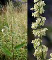 Scottish Dock - Rumex aquaticus L.