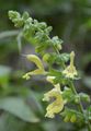 Sticky Clary - Salvia glutinosa L.