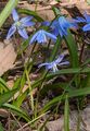 Sibirischer Blaustern - Scilla siberica Haw.