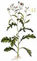 Wald-Greiskraut - Senecio sylvaticus L.