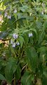 Comfrey - Symphytum x uplandicum Nyman