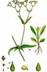Gezähnter Feldsalat - Valerianella dentata (L.) Pollich 