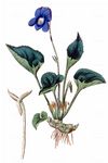  - Viola obliqua Hill 