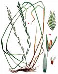 Schwingel-Lolch - X Schedolium loliaceum (Huds.) Holub 
