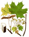 Spitz-Ahorn - Acer platanoides L. 
