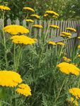 Gold-Schafgarbe - Achillea filipendulina Lam. 