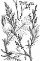 Gewöhnlicher Beifuß - Artemisia vulgaris L.