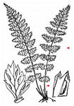 Lanzettblättriger Streifenfarn - Asplenium obovatum Viv. 