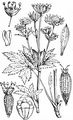 Große Sterndolde - Astrantia major L.