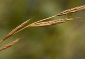 Tor-Grass - Brachypodium rupestre (Host) Roem. & Schult.