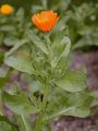Pot Marigold - Calendula officinalis L.