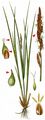 Elongated Sedge - Carex elongata L.